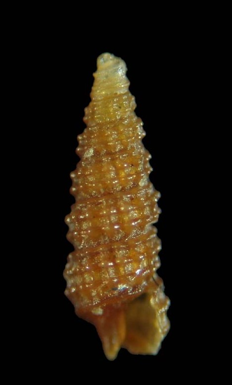 Cerithiopsis nofronii Amati, 1987